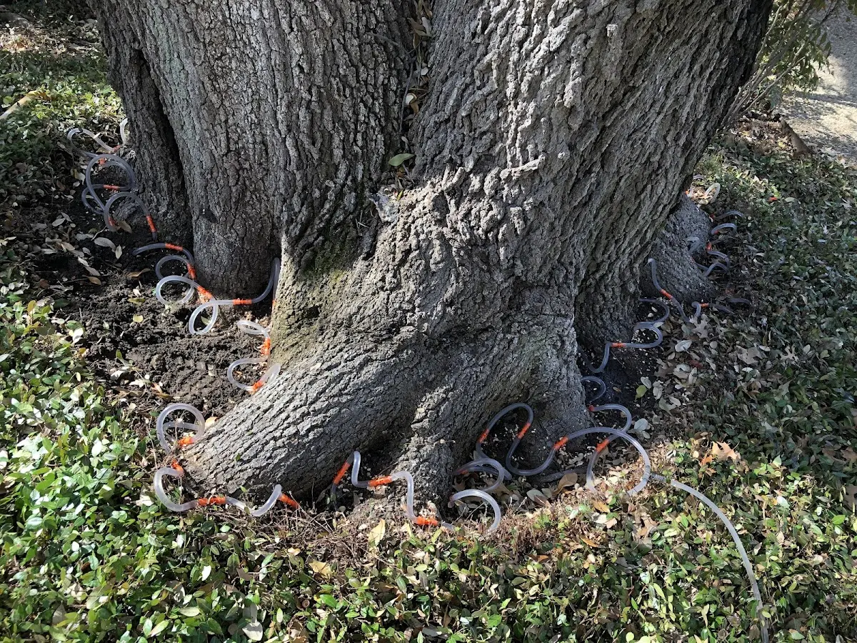 Detailed Tree Cabling and Bracing job site in Ida